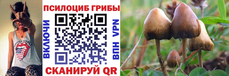 Галлюциногенные грибы Cubensis  omg tor  Щигры 